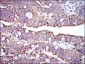 PHB Antibody
